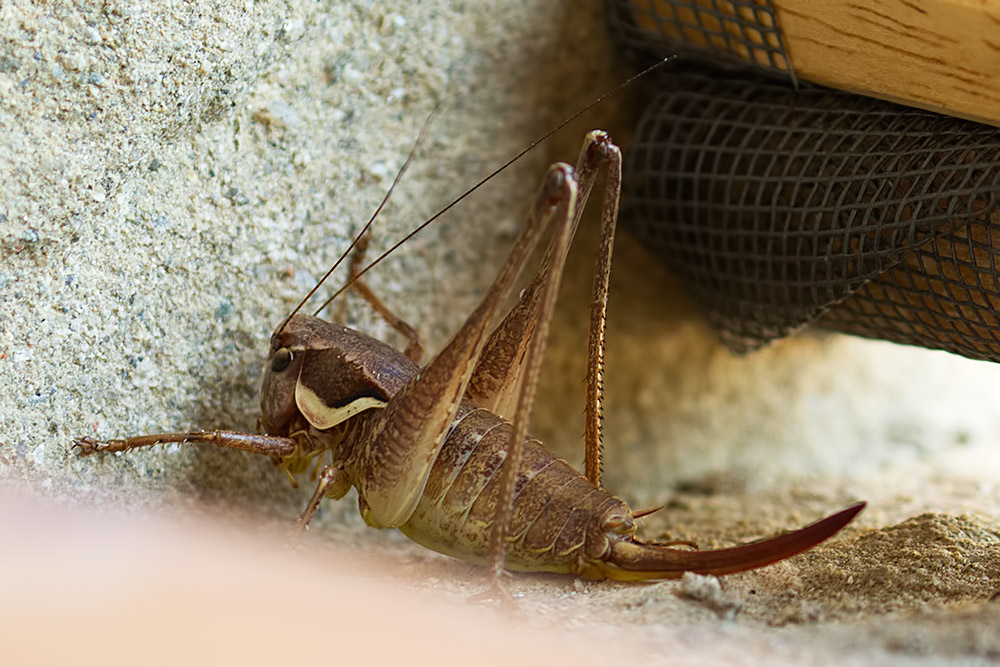 Roesel's bushcricket