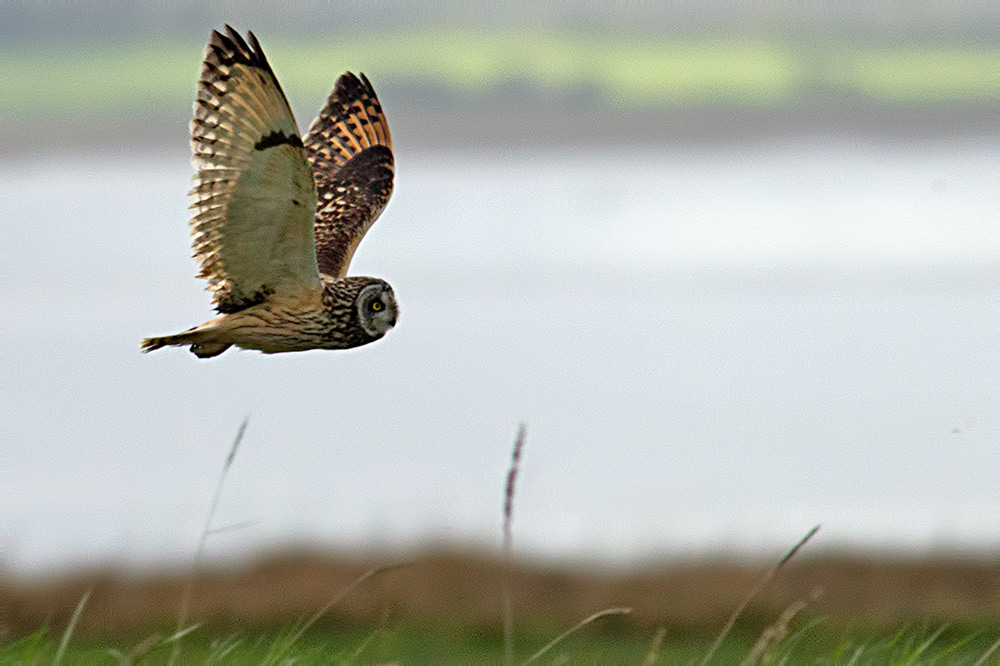 short-eared owl