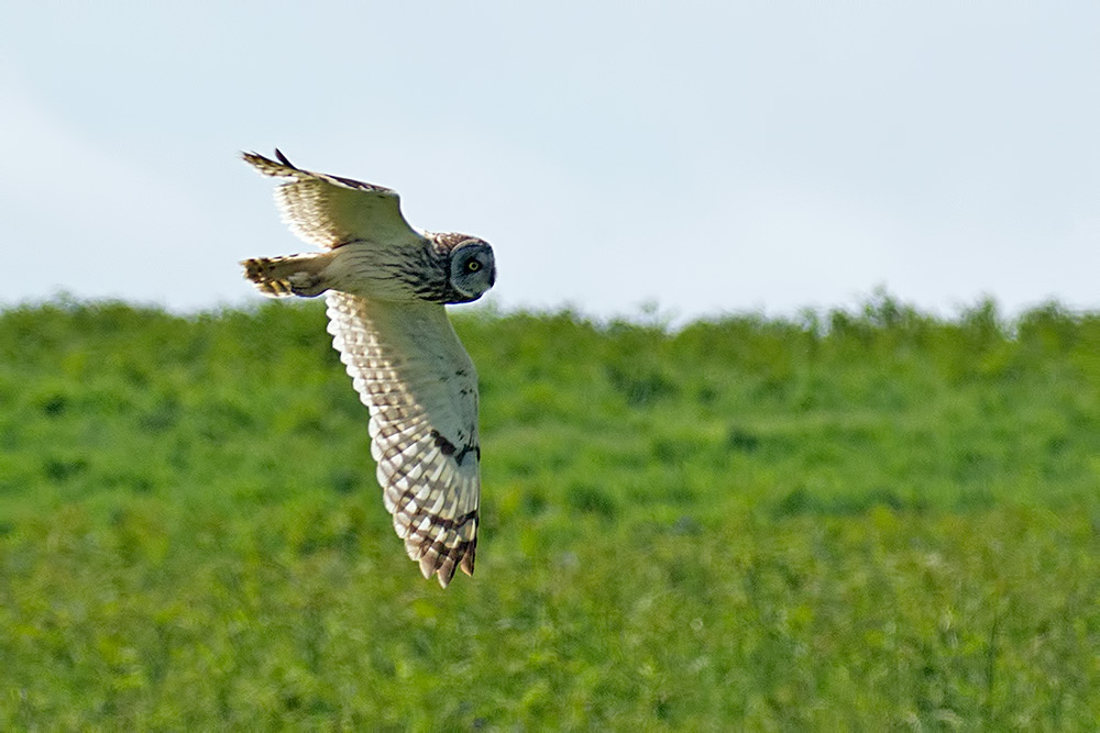 short-eared owl