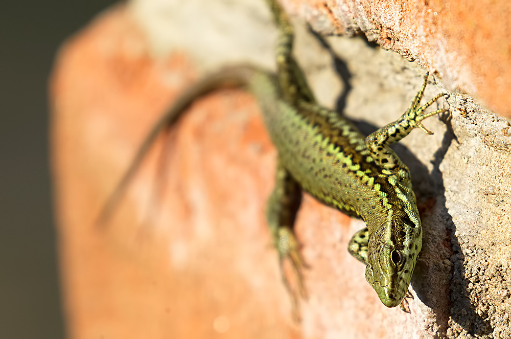common? wall lizard