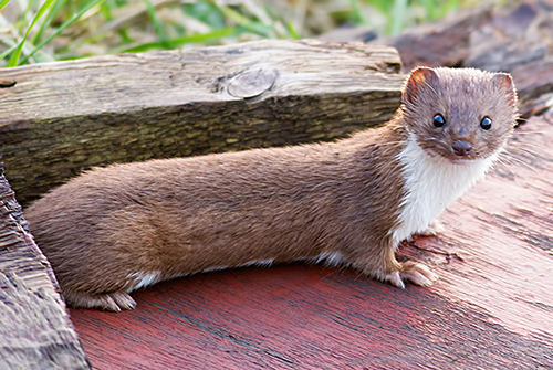 weasel