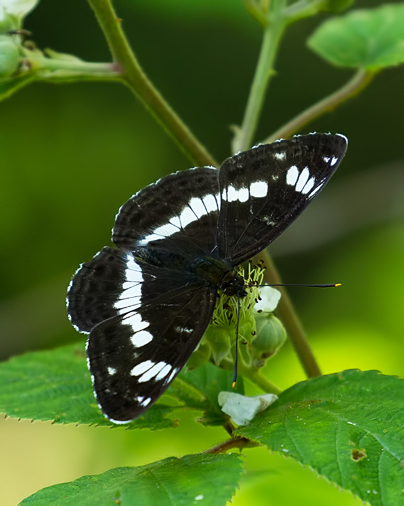 white admiral