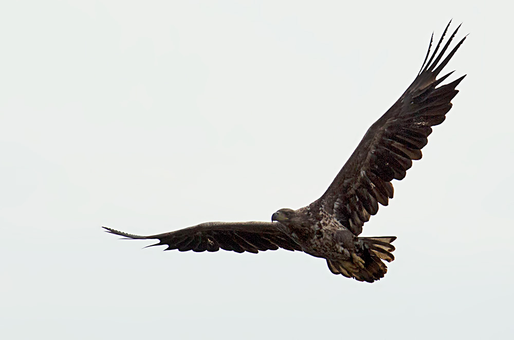 white-tailed eagle