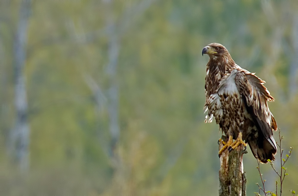 white-tailed eagle