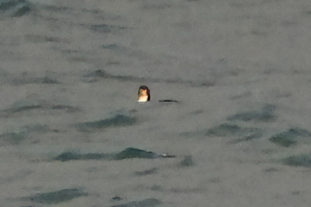 Pacific diver