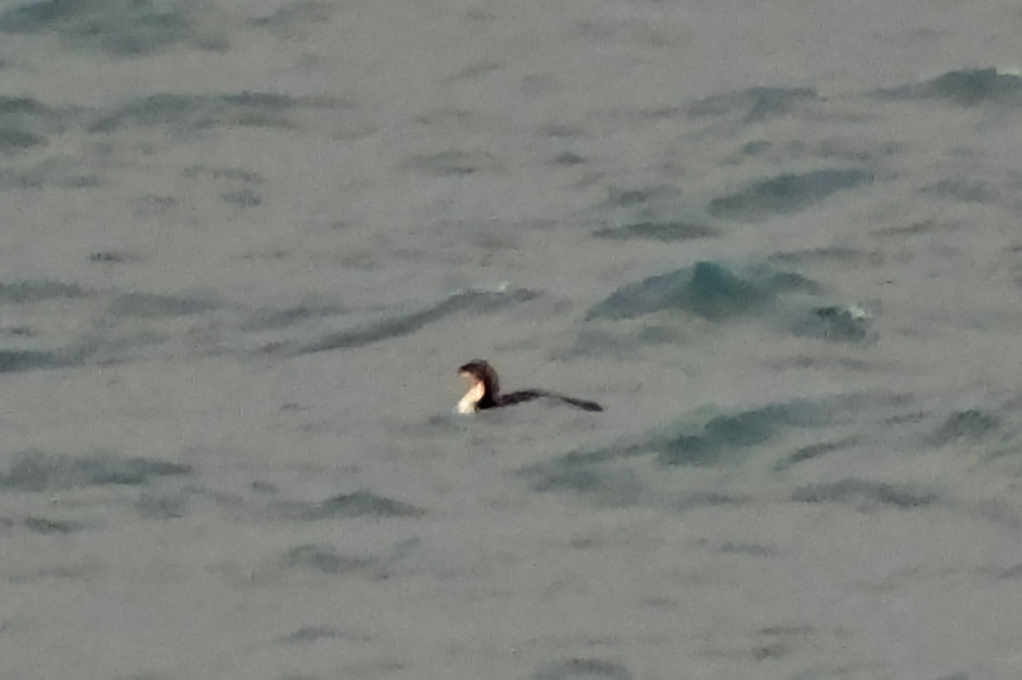 Pacific diver