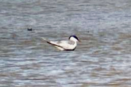Whiskered tern