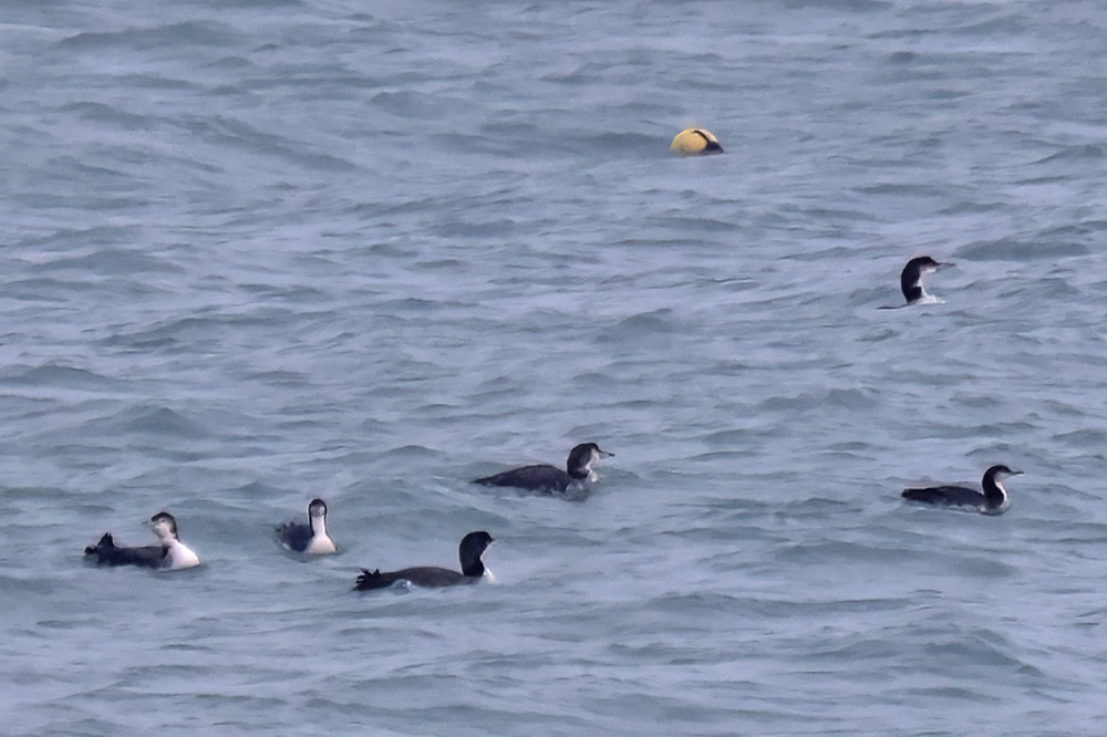 Two pacific divers