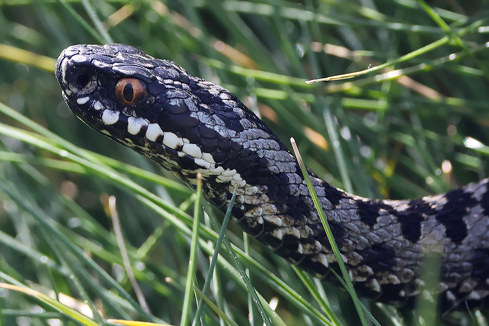 Adder