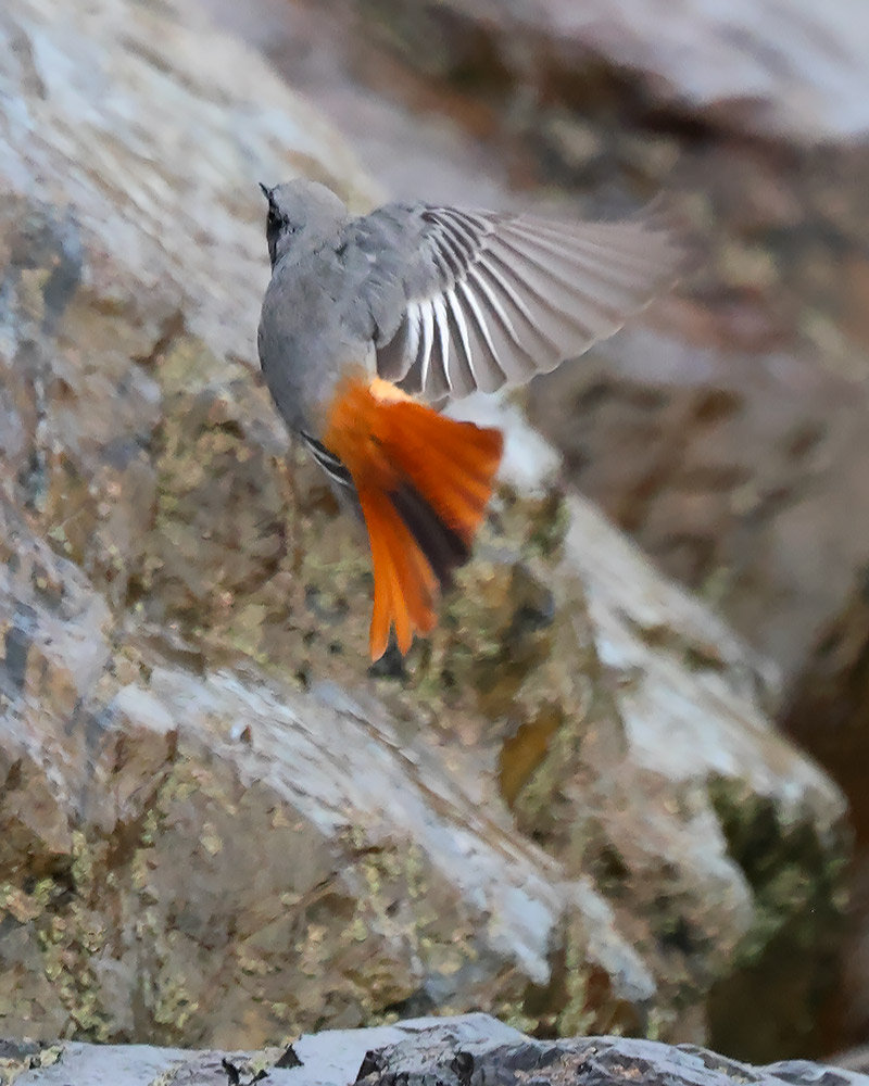 Black redstart