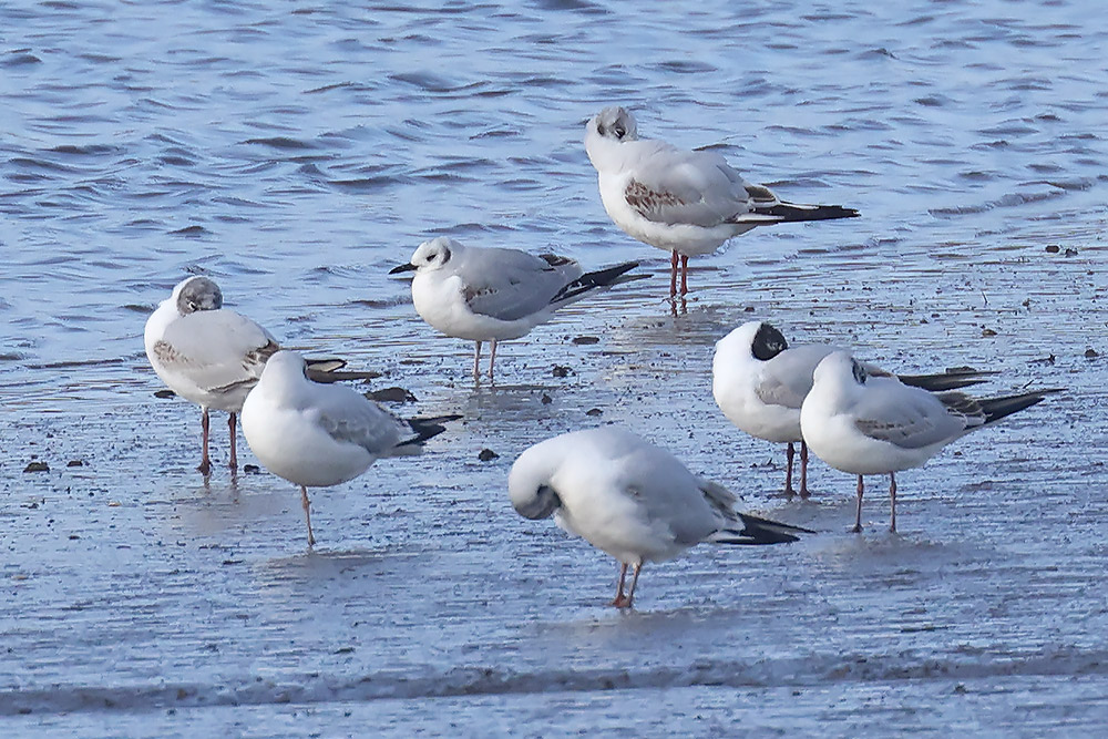 Bonaparte's gull
