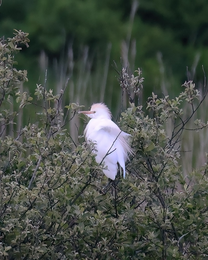 Cattle egret
