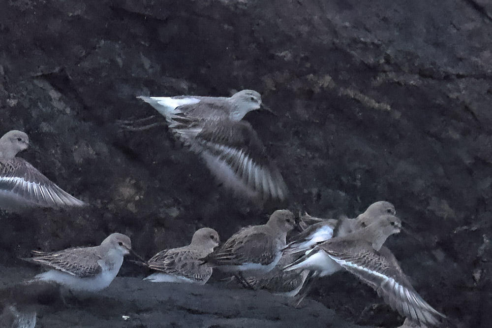 Curlew sandpiper