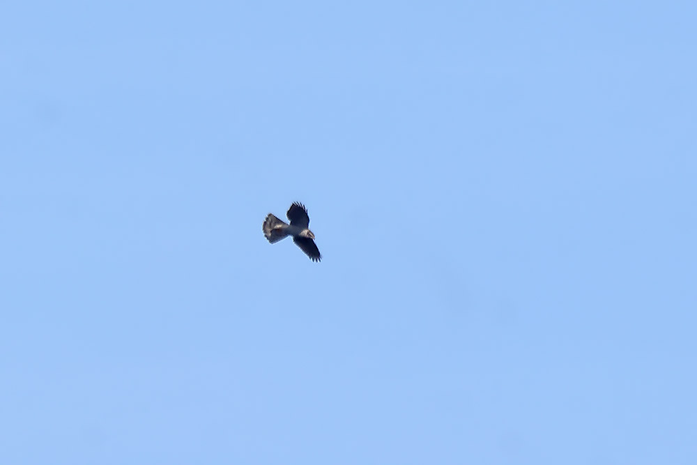Goshawk