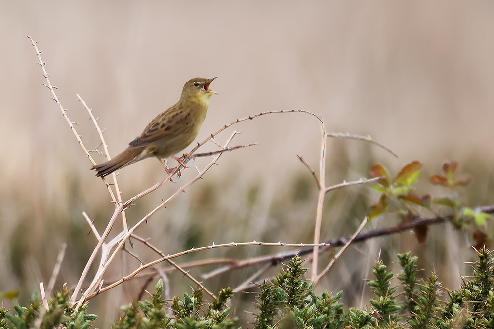 Grasshopper warbler