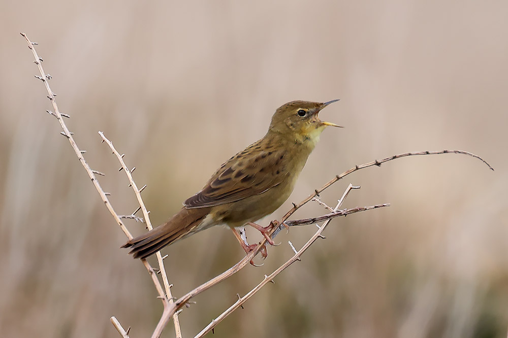 Grasshopper warbler