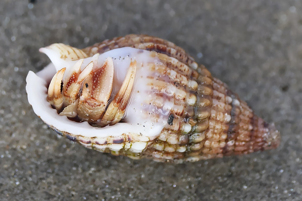 Hermit crab