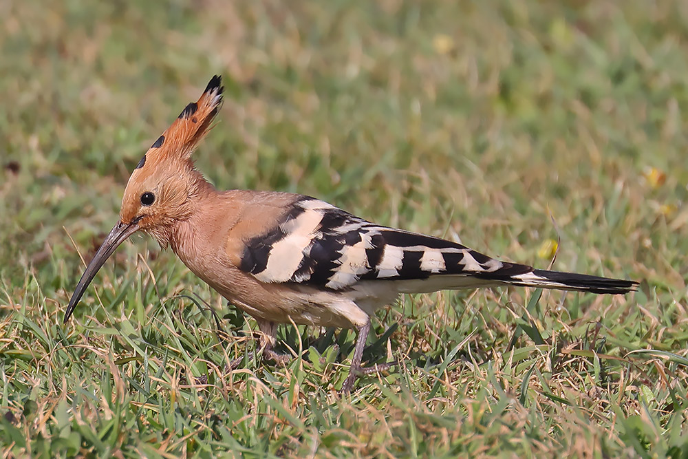 Hoopoe