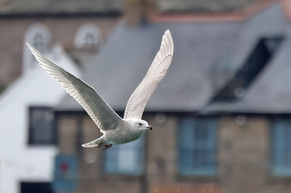 Iceland gull