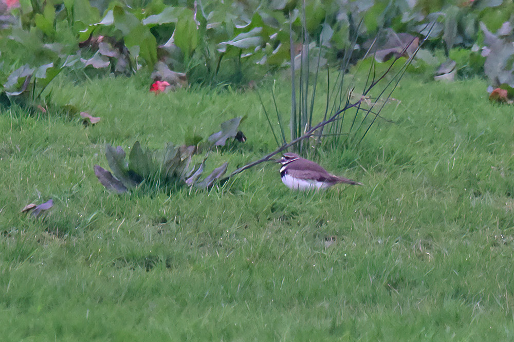 Killdeer