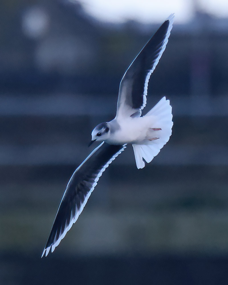 Little gull