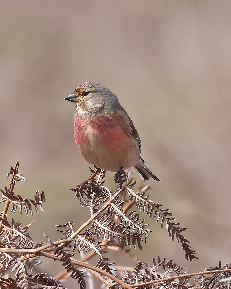 Linnet