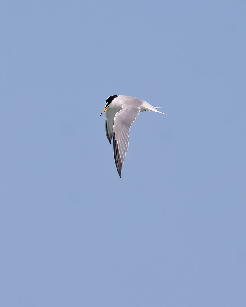 Little tern
