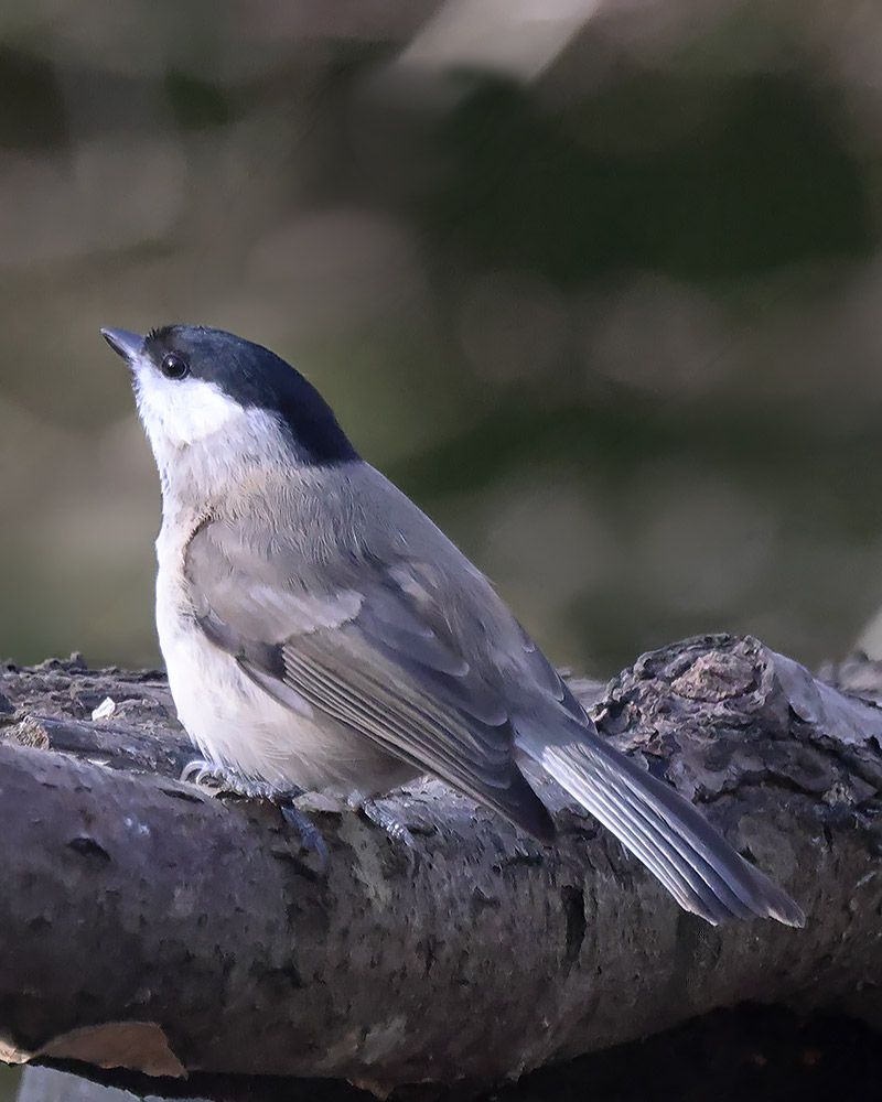Marsh tit