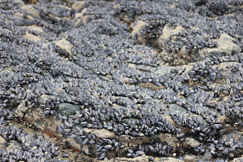 mussels