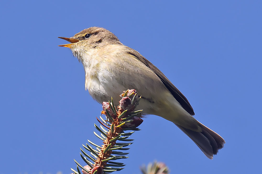 Nanquidno Chiffchaff