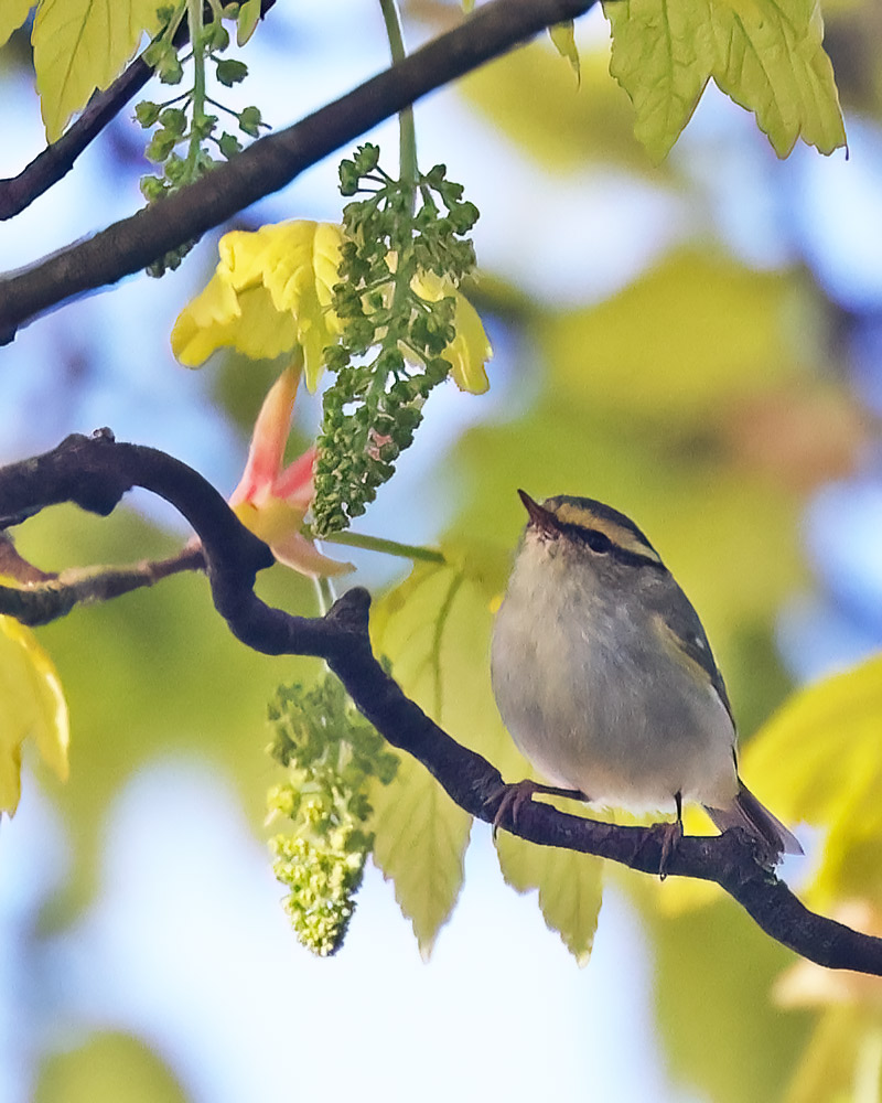 Pallas's warbler