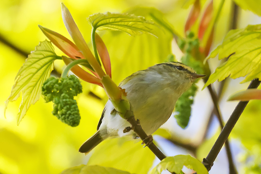 Pallas's warbler