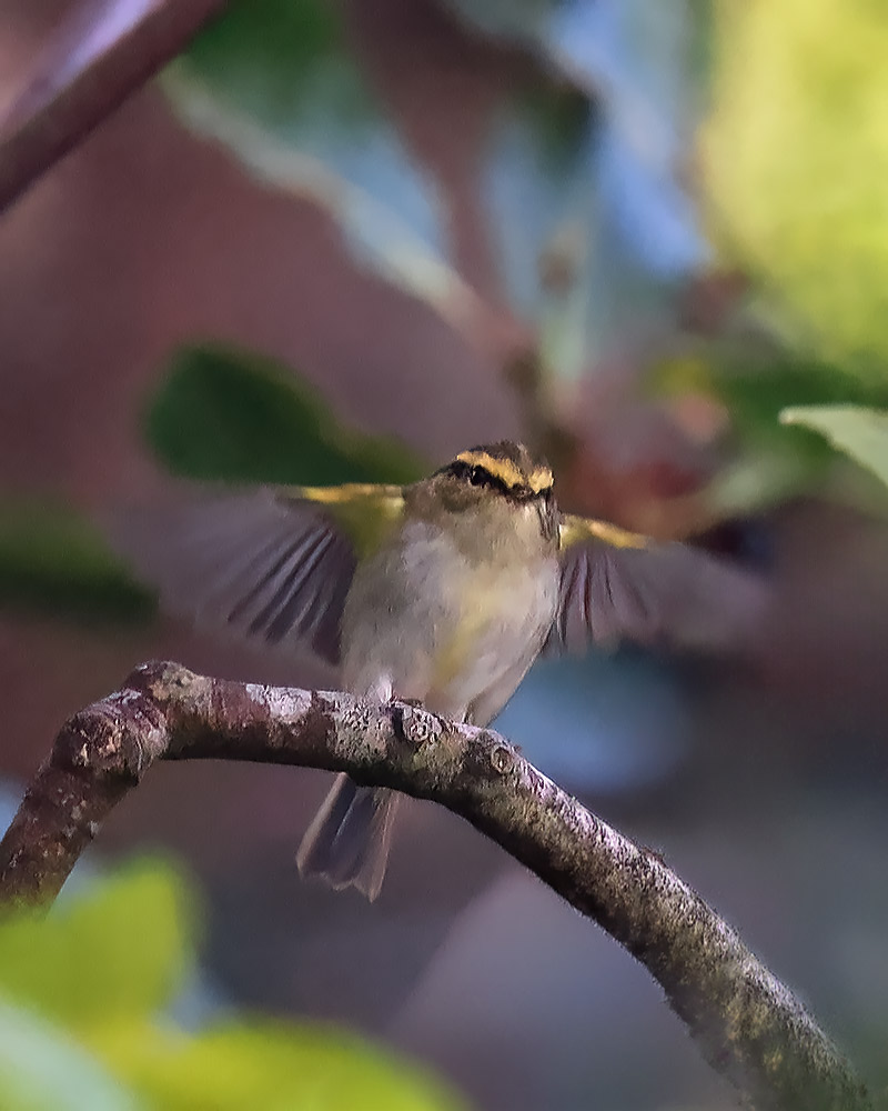 Pallas's warbler