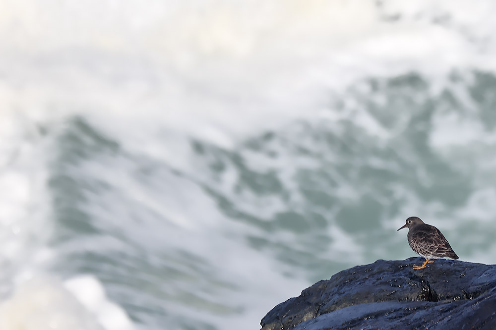 Purple sandpiper