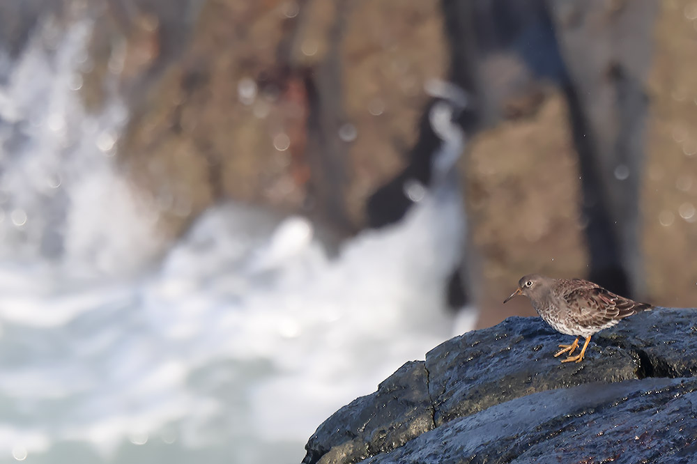 Purple sandpiper