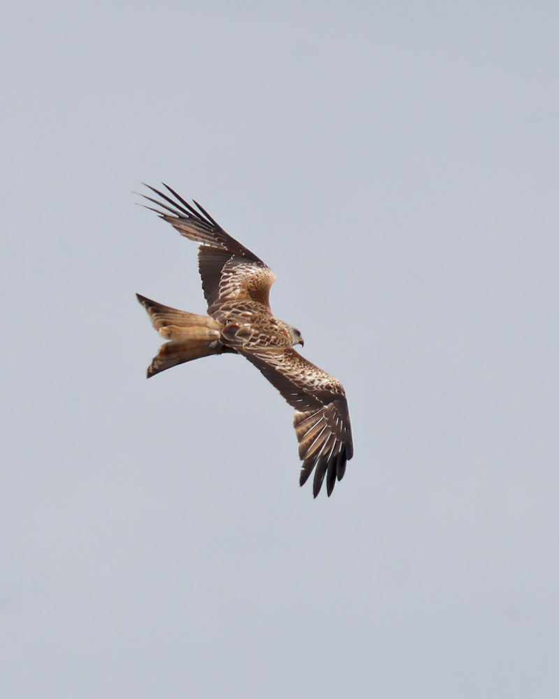 Red kite
