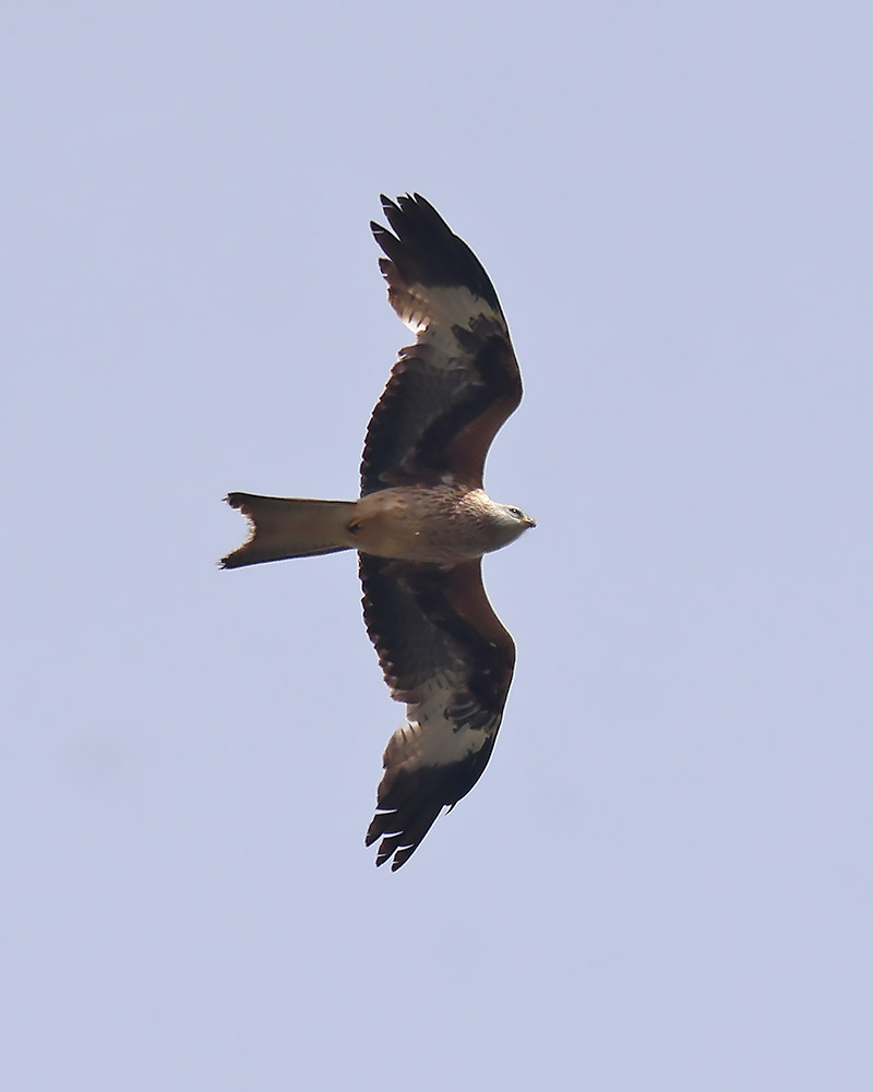 Red kite
