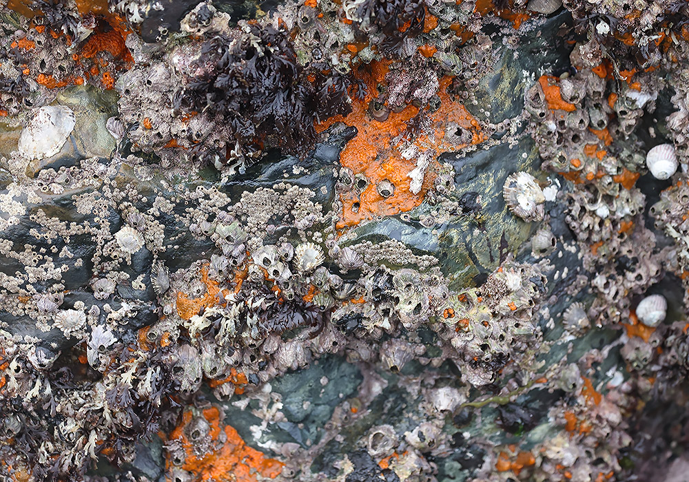 Rock face