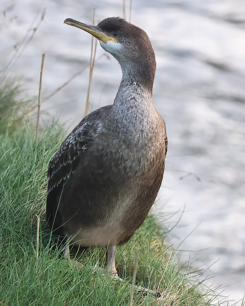 Shag