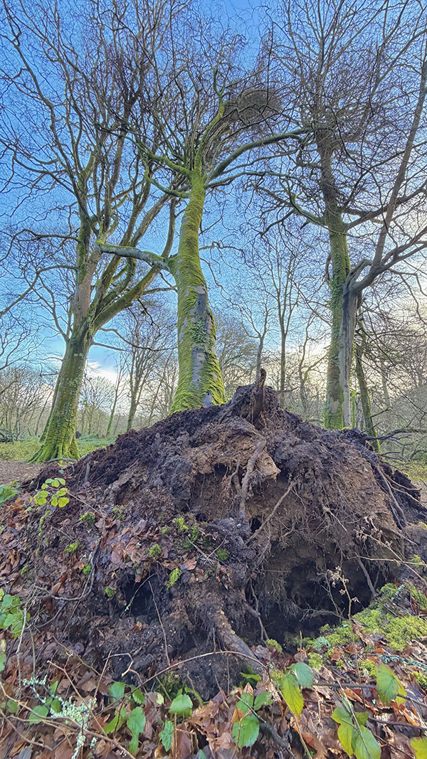 Lelant Downs