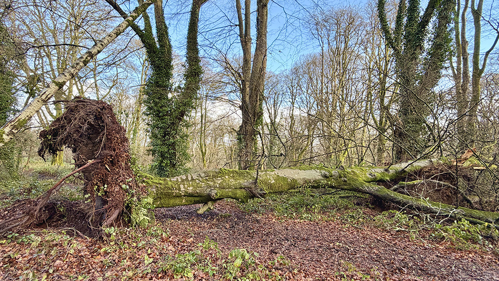 Lelant Downs