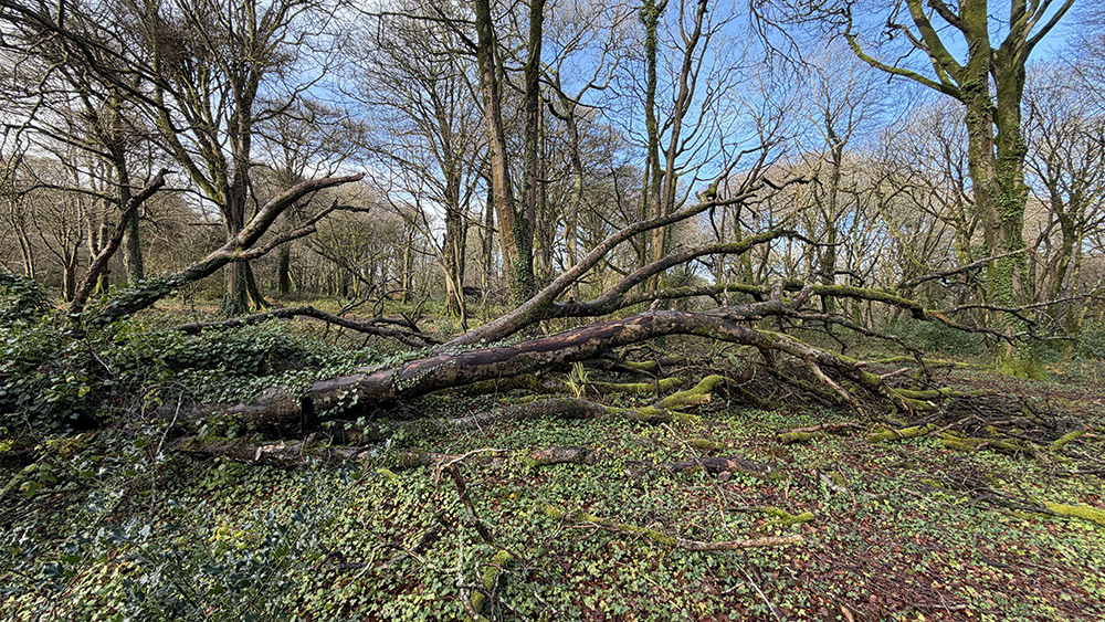 Lelant Downs