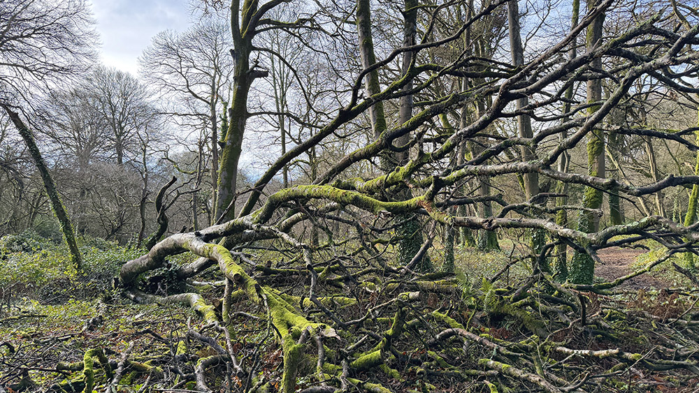 Lelant Downs