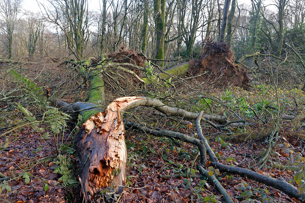 Lelant Downs