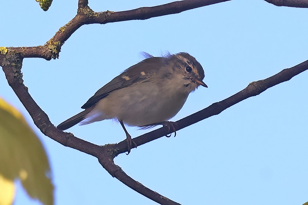 Yellow-browed warbler