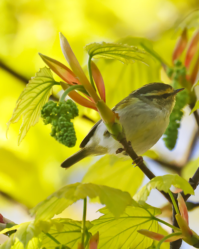 Pallas's warbler