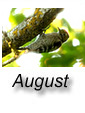 August 2016
