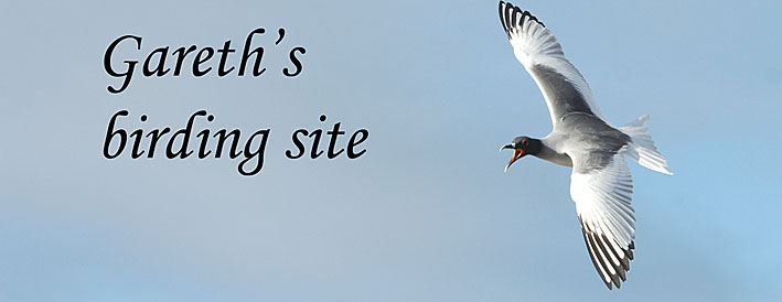 swallow-tailed gull