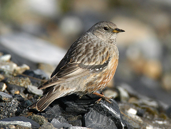 alpine accentor