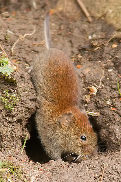 bank vole